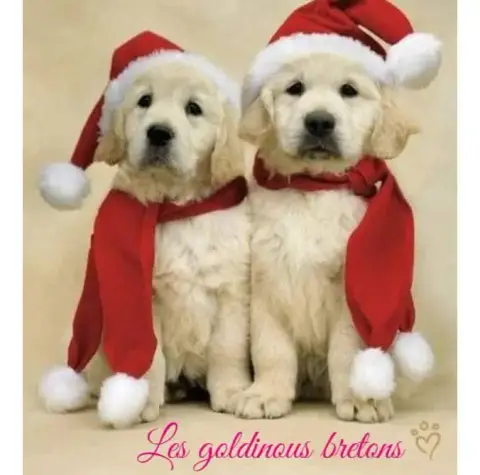 Portée Golden Retriever — Des Goldinous Bretons