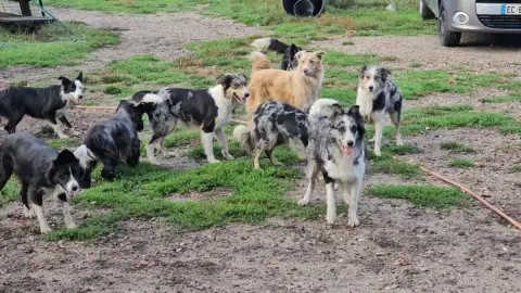 Border Collie