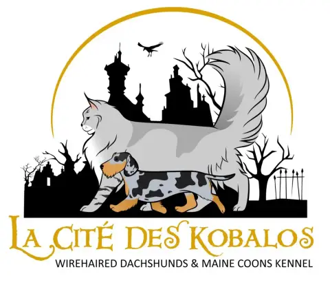 Teckel Poil Dur  Book Of Shadow De La Cité Des Kobalo 6a424