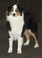 Berger Australien  Chiot N°5 Du Domaine De La Canurie 6b754