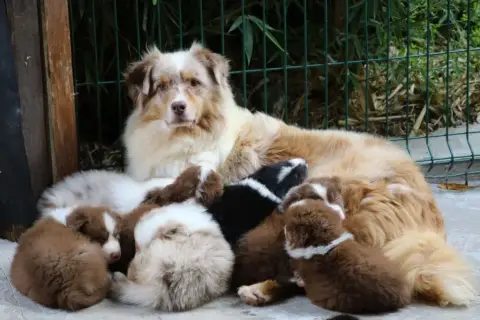 Berger Australien  Chiot N°5 Du Domaine De La Canurie 6b754 photo 3