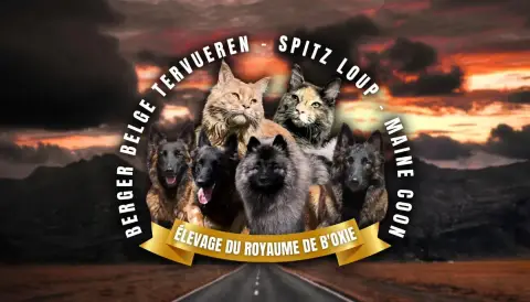 Berger Belge  Brad Pitt Du Royaume De B Oxie Du Royau 6b961