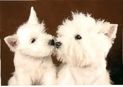 West Highland White Terrier  Collier Vert/Jaune De La 6c3d5