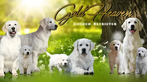 Golden Retriever  Goldheaven Gold Heaven
