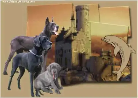 Dogue Allemand  Boréalis De La Tour Du Dauphiné
