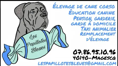 Cane Corso  Balma Cerberes Legend