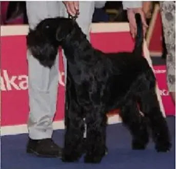 Portée Schnauzer Moyen — Des Terres D'Aunis