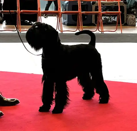Portée Schnauzer Moyen — Des Terres D'Aunis photo 3