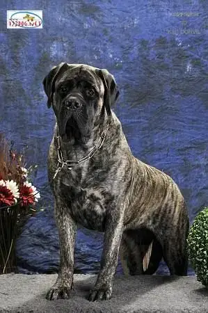 Mastiff  Fem Collier Blanc Des Mastiffs D'Enfer photo 3