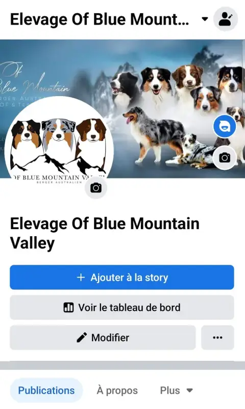 Portée Berger Australien — Of Blue Mountain Valley