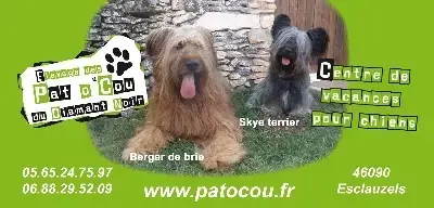 Berger De Brie