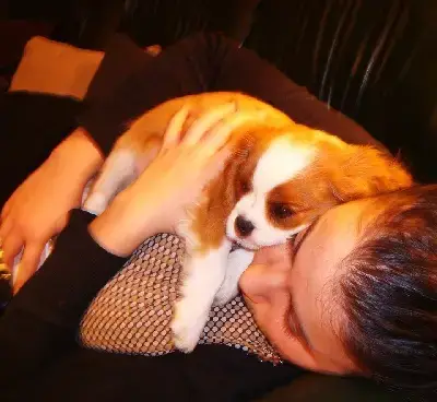 Berger Australien  Chiot N°4 Shine Ever