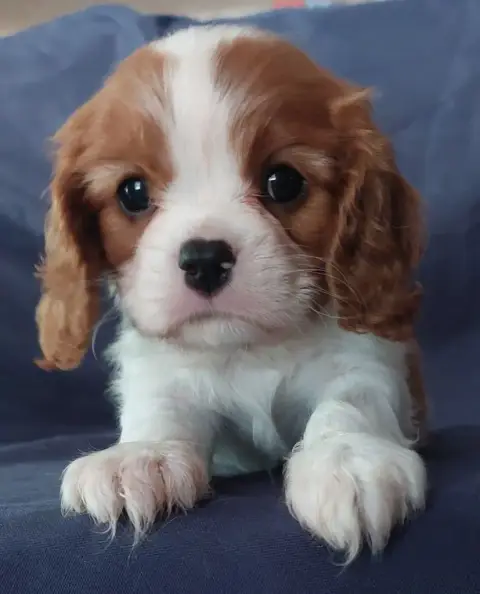 Cavalier King Charles Spaniel  Chiot N°1 De L'Elite D 719a2