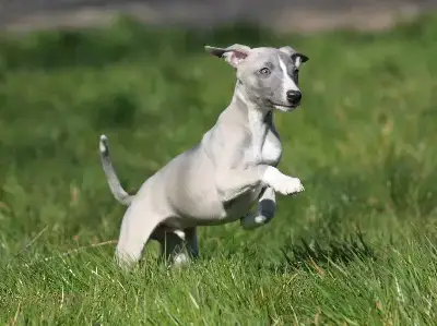 Whippet  Chiot N°2 Du Clos D'Arlequin
