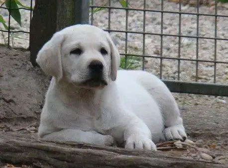 Labrador Retriever  Bastos Du Royaume Des Rêves Du Ro 7af8b