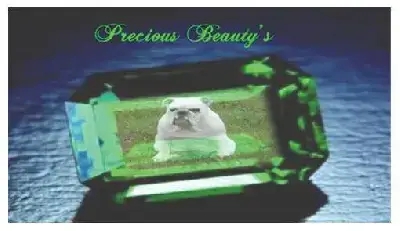 Bulldog Anglais  Chiot N°1 Precious Beauty'S