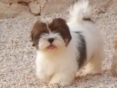 Lhassa Apso  Chiot 5 Des Gardiens Des Reves Sous Dun 7c0c6