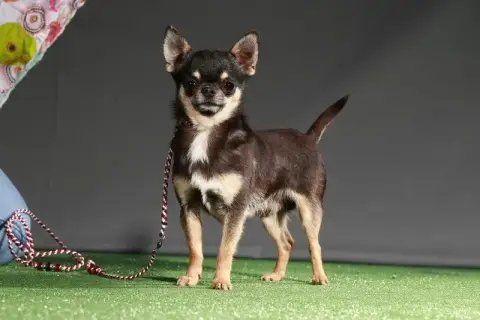 Chihuahua  Disponible Bianca Small And Snob