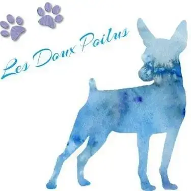 Portée Pinscher — Des Doux Poilus