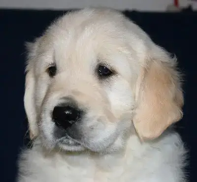 Golden Retriever  Chiot 1 Des Terres Sacrees