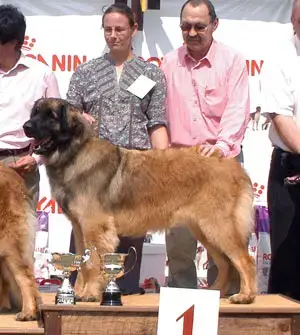 Leonberger  Chiot Rouge De L'Arche De Caux