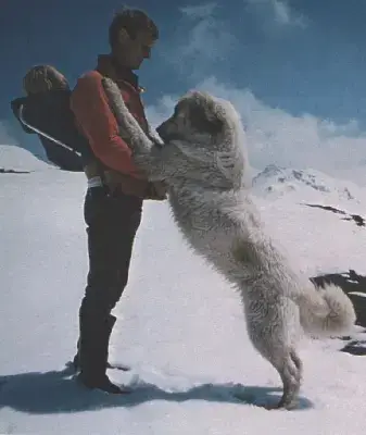 Chien De Montagne Des Pyrenees  M3 Du Pic De Viscos 7f39d