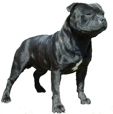 Staffordshire Bull Terrier  Barbie Shades Of Blues