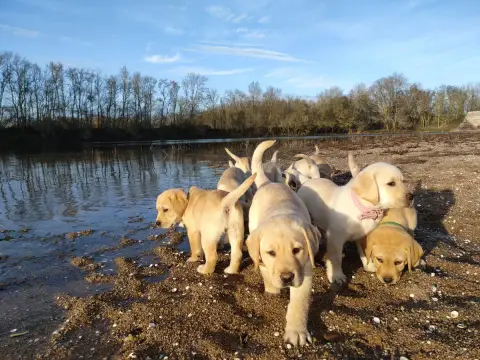 Labrador Retriever  Collier Rouge Des Bords De L'Auba 864b8 photo 2