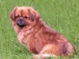 Epagneul Tibetain  Chiot N°3 De Dame Nature