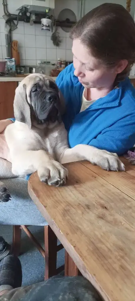 Portée Mastiff — Mastiff Du Tarn Garonne