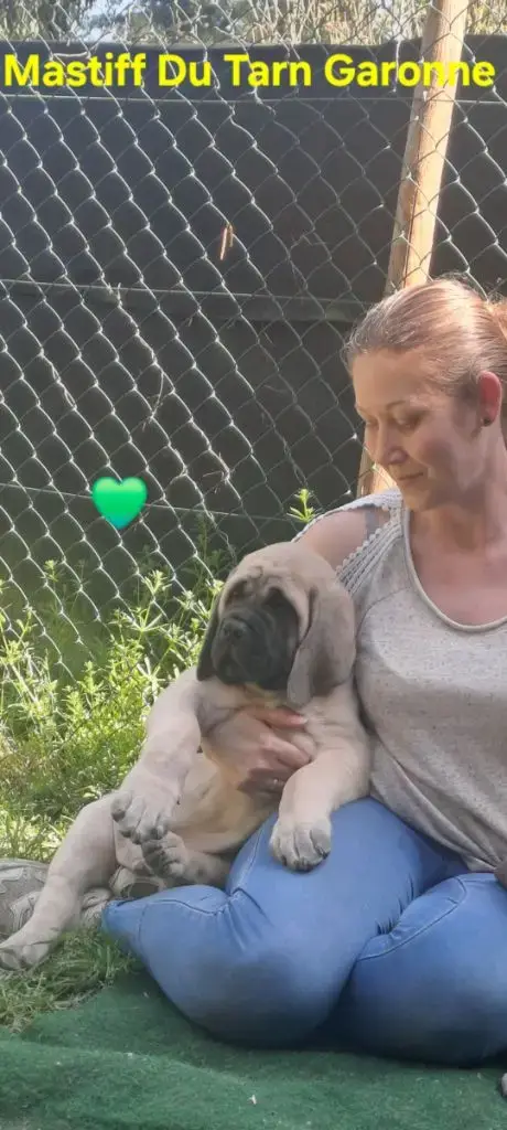 Portée Mastiff — Mastiff Du Tarn Garonne photo 2