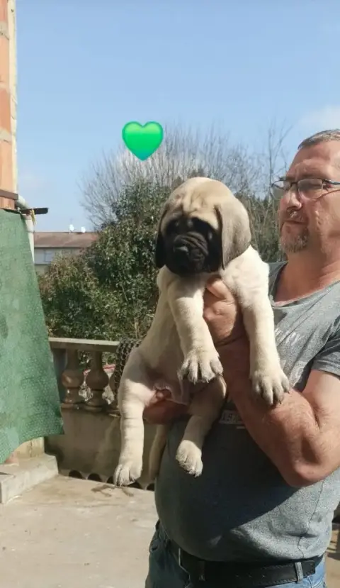 Portée Mastiff — Mastiff Du Tarn Garonne photo 3