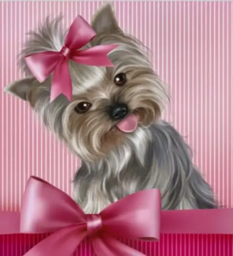 Yorkshire Terrier  Chiot N°1 Du Royaume Des Choupette 8957c