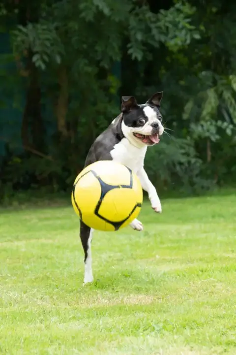 Boston Terrier  Chiot 4 Du Domaine D'Auberive