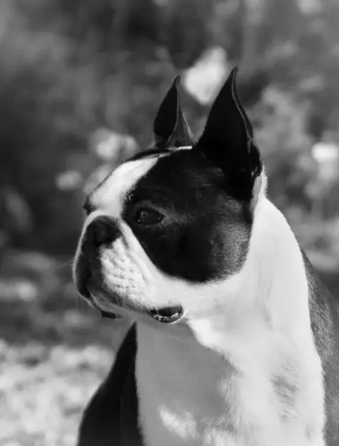Boston Terrier  Chiot 4 Du Domaine D'Auberive photo 3