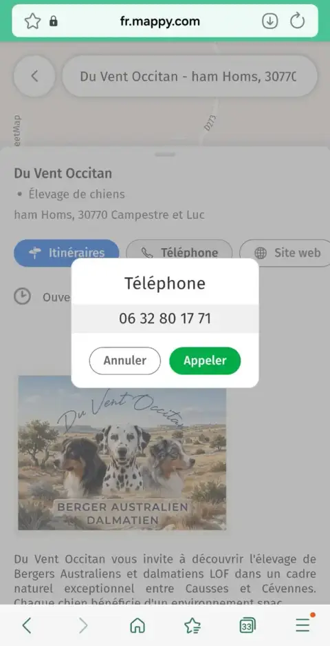 Berger Australien  Bleu Merle Du Vent Occitan