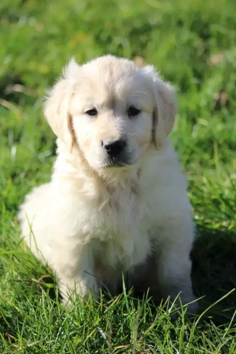 Golden Retriever  Blueberry De La Tombée De La Nuit 8b0d7