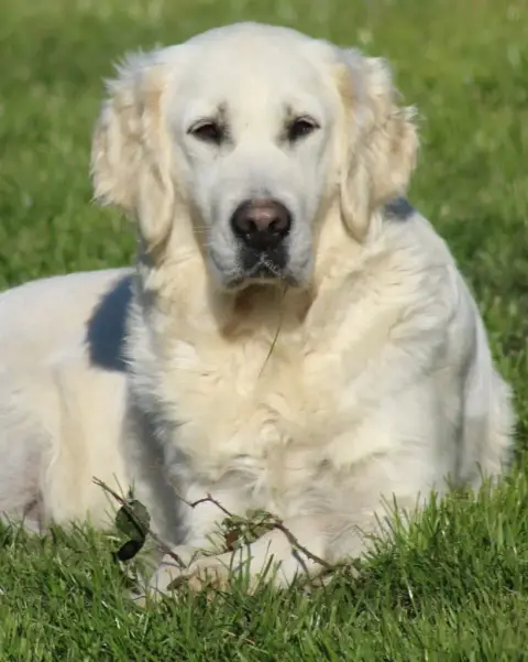 Golden Retriever  Blueberry De La Tombée De La Nuit 8b0d7 photo 3