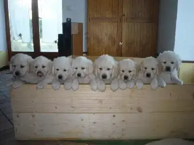 Golden Retriever  Chiot 7 De Sweety Fox