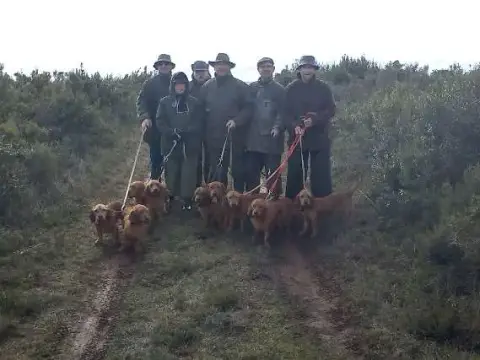 Portée Basset Fauve De Bretagne — Du Rallye De Ramondens photo 2