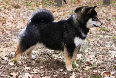 Shiba  Chiot N°1 Allaikha'S