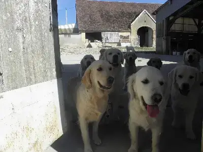 Portée Golden Retriever — Butterfl' Highland