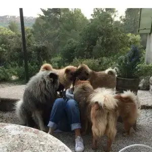 Eurasier  Mr Rouge Du Mont Victoire