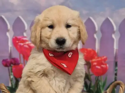 Portée Golden Retriever — Des Anges De La Claie photo 2