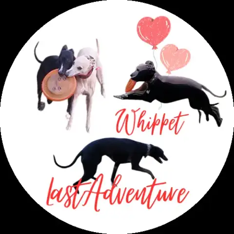 Whippet  Benjy Option Last Adventure