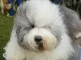 Portée Chien De Berger Anglais Ancestral — Lords Of Cuzay