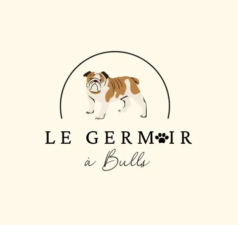 Bulldog Anglais  Antoinette Le Germoir À Bulls