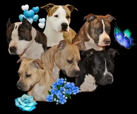 American Staffordshire Terrier  M3 Vulcain'S Canaille 98a5a