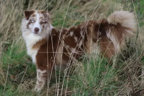 Berger Australien  Chiot N°3 Du Domaine De La Canurie 90323 photo 2