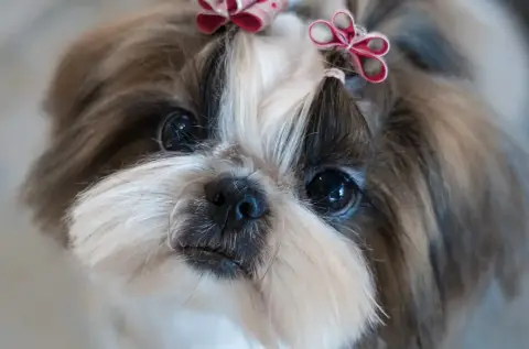 Shih Tzu  Bubble Caramel Des Princesses De L'Orb